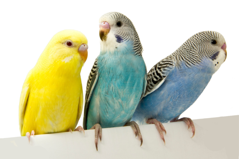 The Basics of Caring for Your Bird