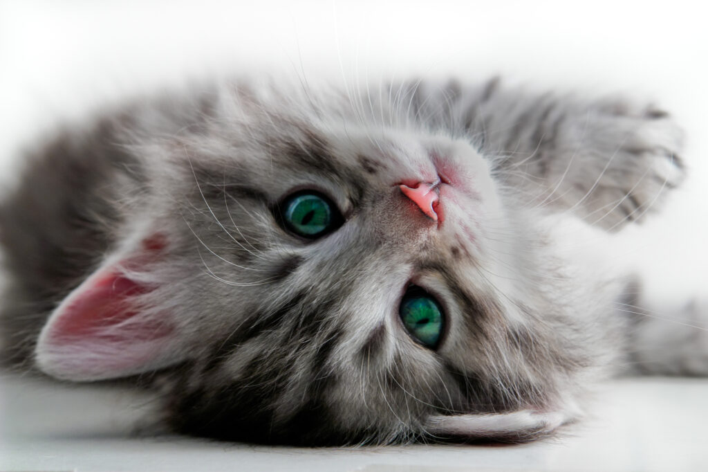grey tabby kitten lying on its side looking at the camera