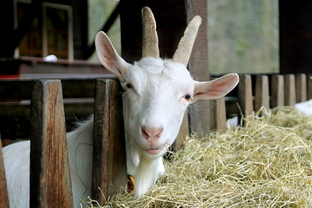white goat eating hay