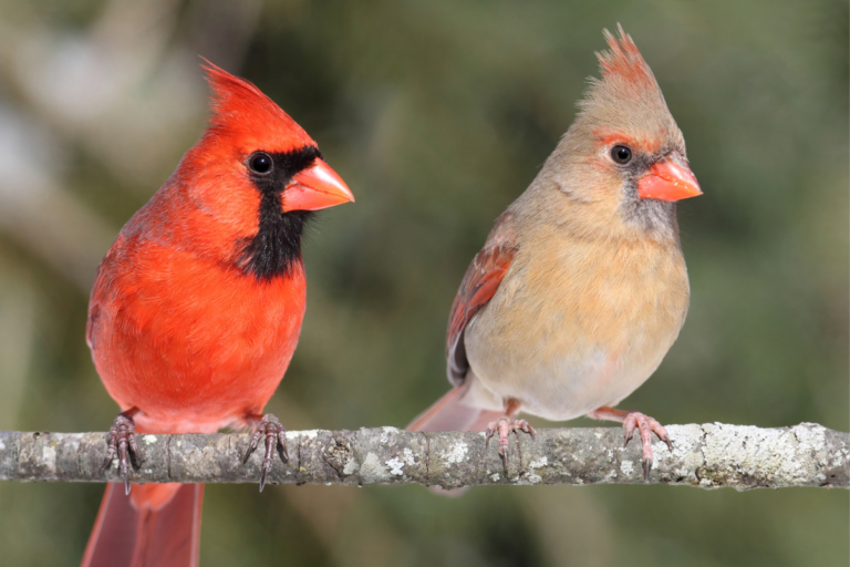 Feathered Friends’ Fall Feast: 3 DIY Outdoor Bird Treat Recipes