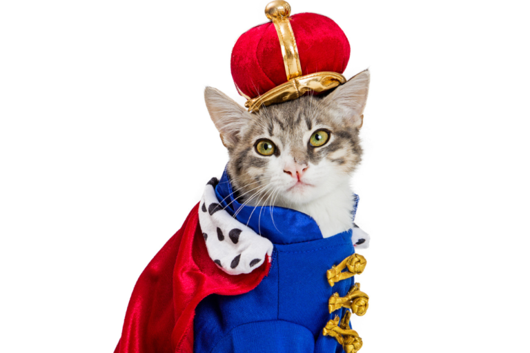 5 Best Halloween Cat Costumes
