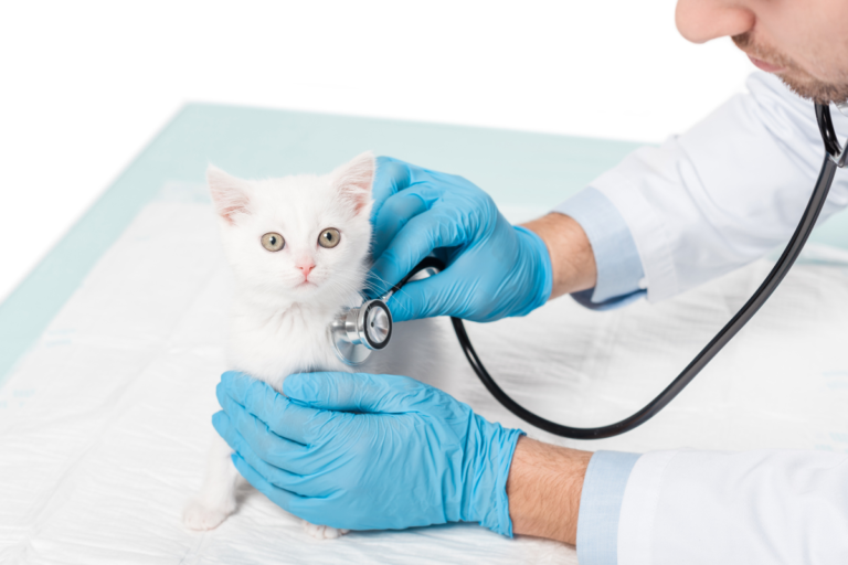 Common Diseases in Cats: What Every Cat Owner Should Know
