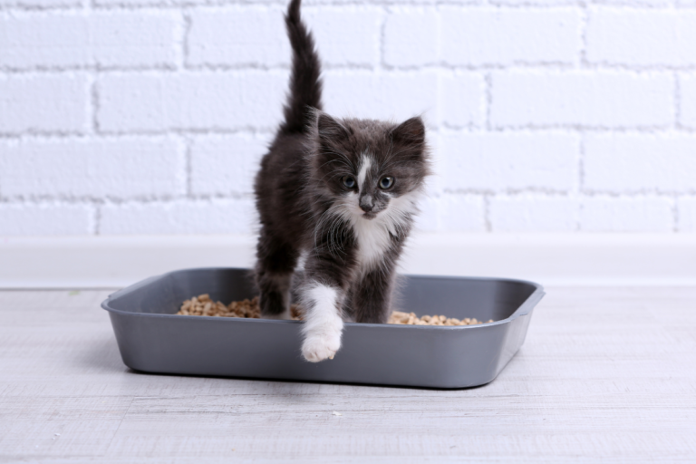 All About Your Cat’s Litter box-Placement and Type