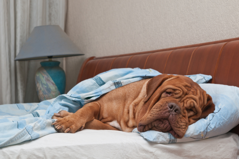 The Canine Slumber: Unraveling Why Dogs Need So Much Sleep