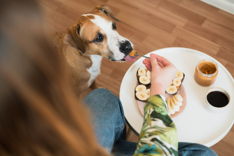 The Easy Way to Get Your Dog to Take His Medication with Peanut Butter