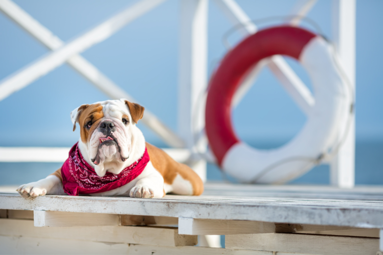 Taking your Dog on a Cruise: Everything you need to know