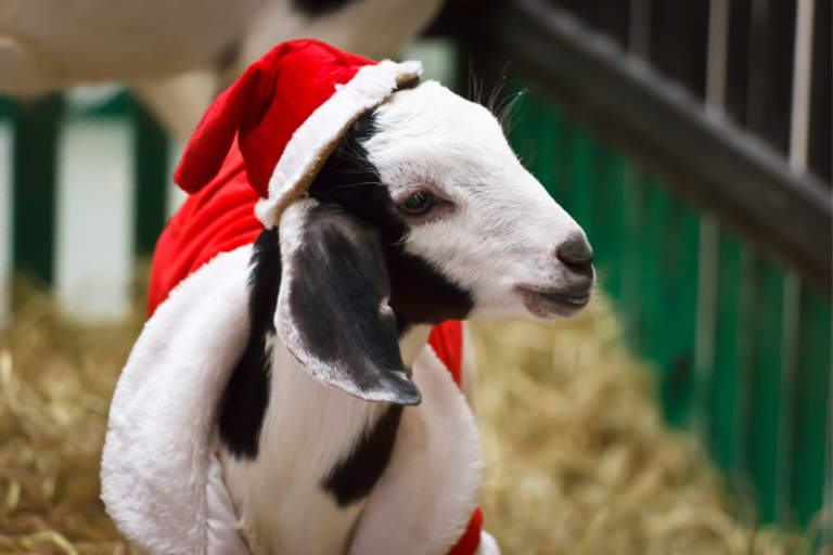 10 Best Christmas Presents for Goat Lovers