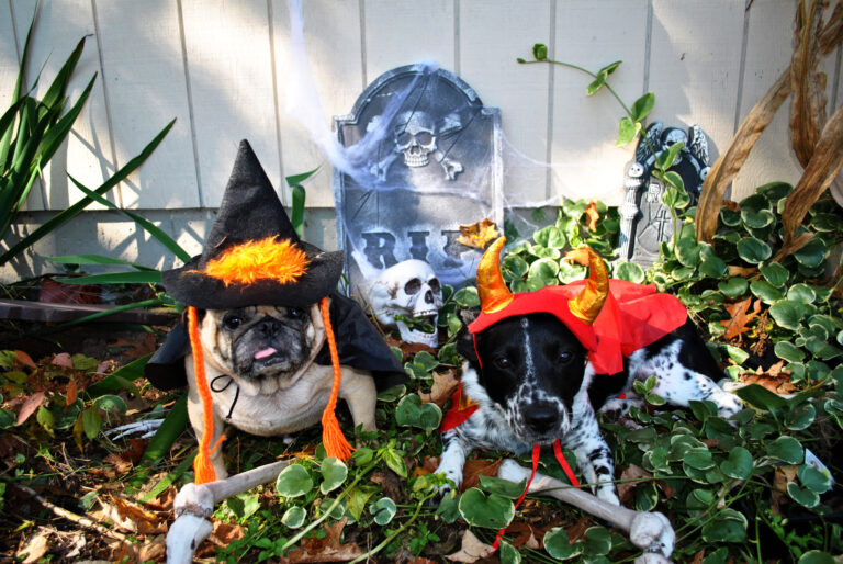5 Dog Halloween Costumes: The Top Picks for a Howling Halloween