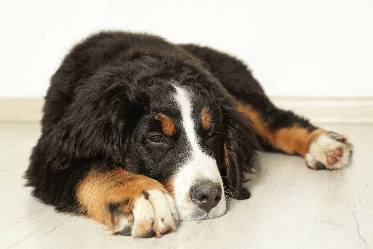 Large Breed Dog Lying Down