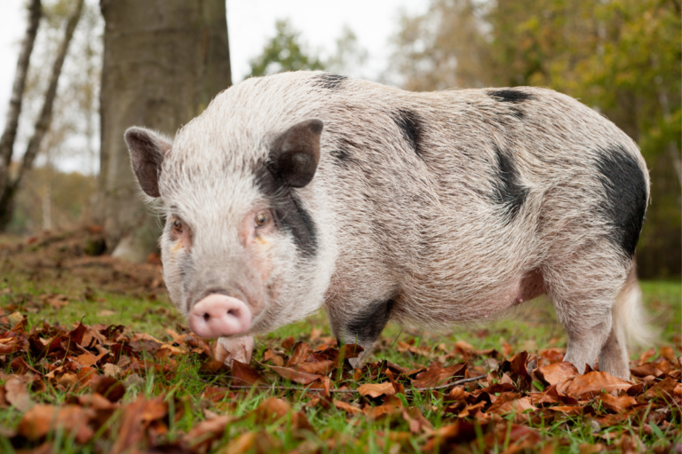 Getting to Know Pot-Belly Pigs: The Adorable and Unique Pets