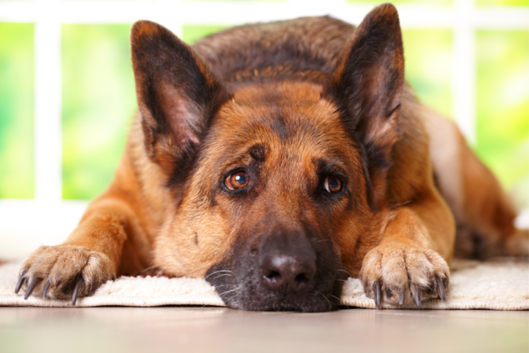 Warning Signs of Dog Depression- What to Look For and How to Help