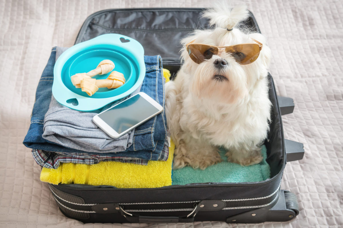 Dog in suitcase waiting to travel