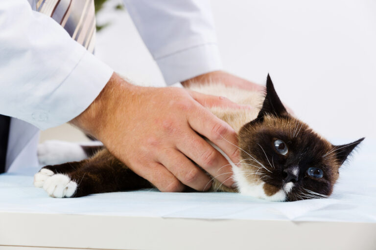 Kidney Disease in Cats and What You Need to Know