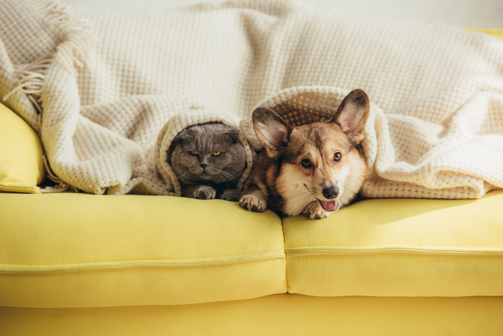 dog and cat on sofa