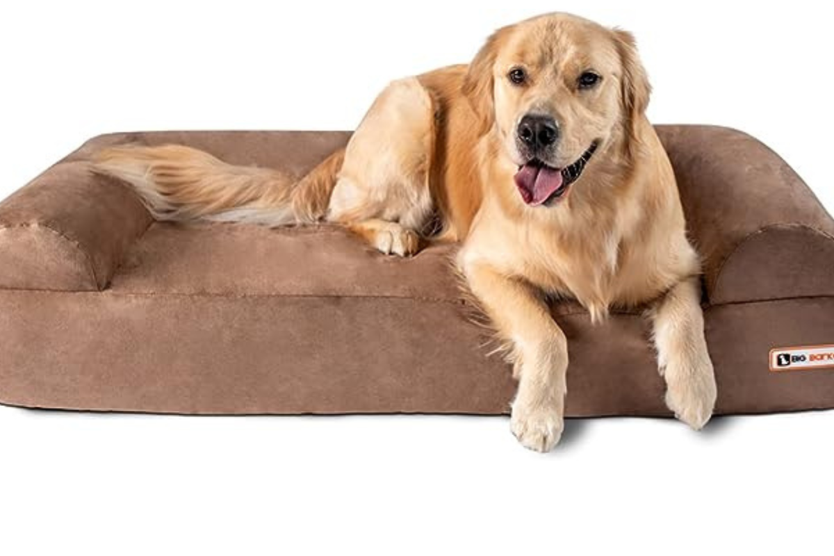 Golden Retriever on a dog bed