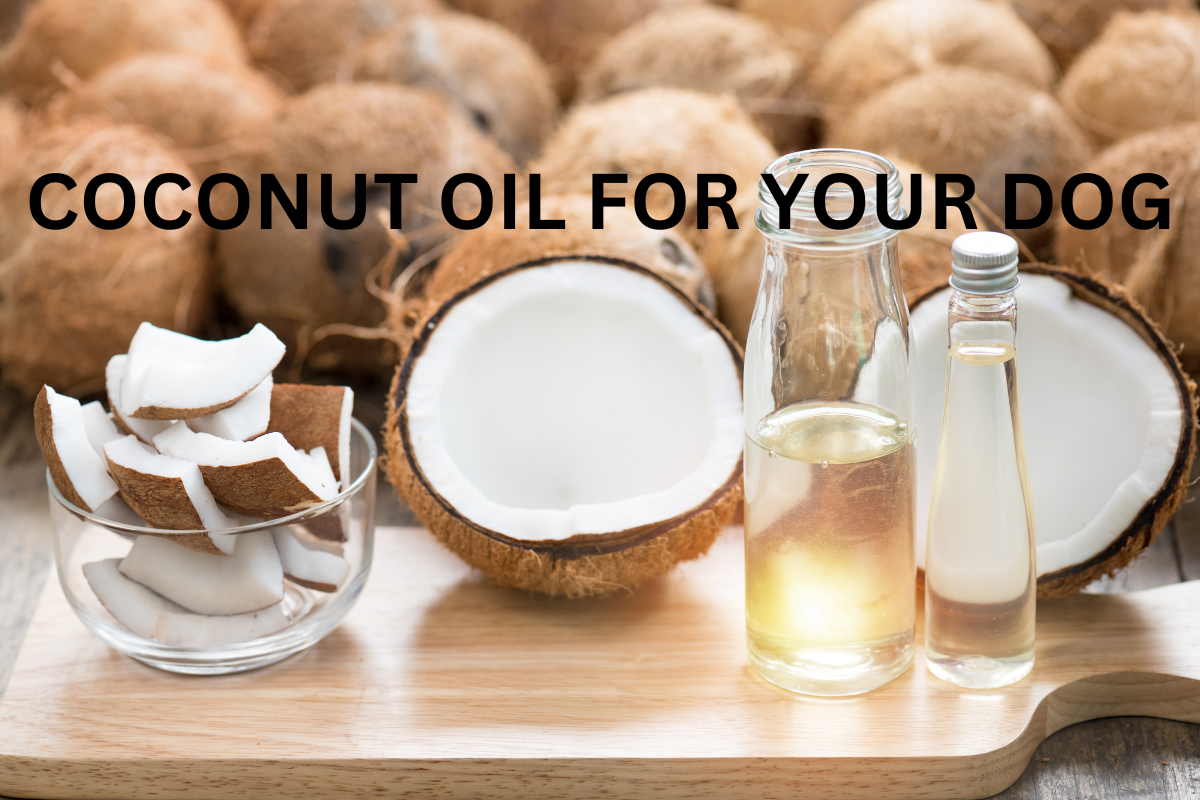 COCONUT OIL FOR DOGS