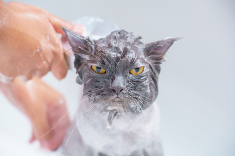 Homemade Cat Shampoo: A Purr-fect Solution for Your Feline Friend
