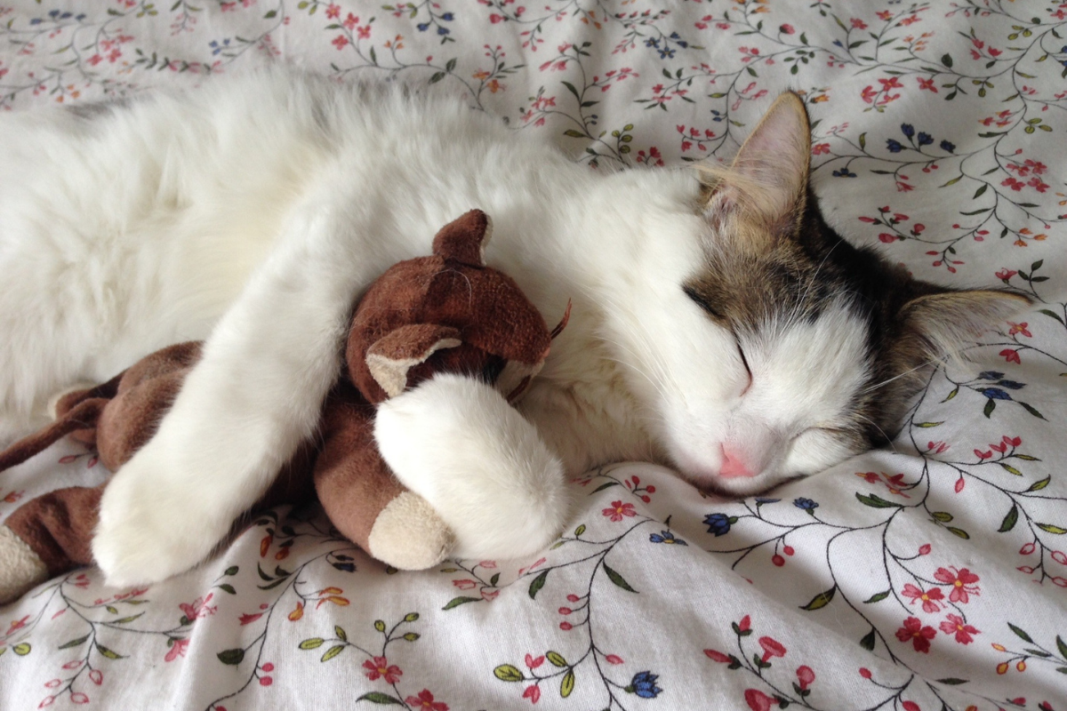 Cat with stuffed toy