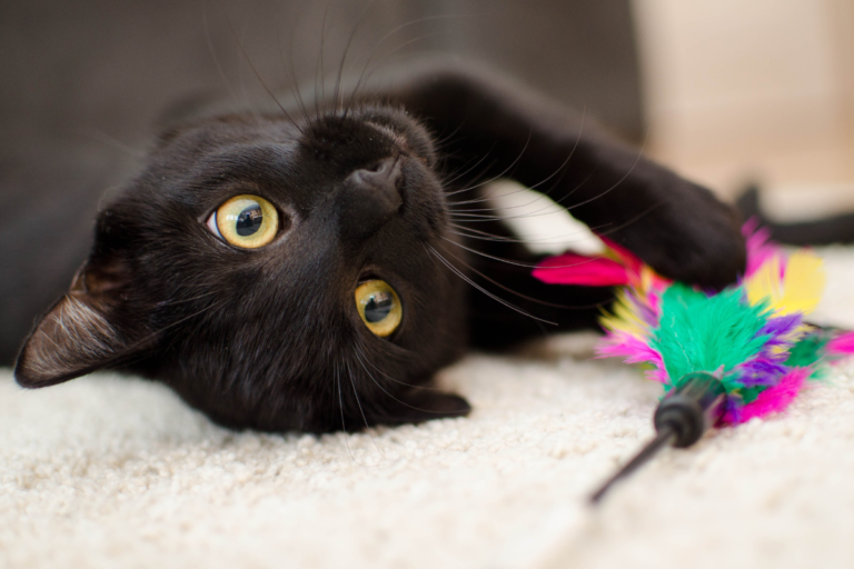 The Ultimate Cat Toy Guide: Amazon’s 10 Top Picks