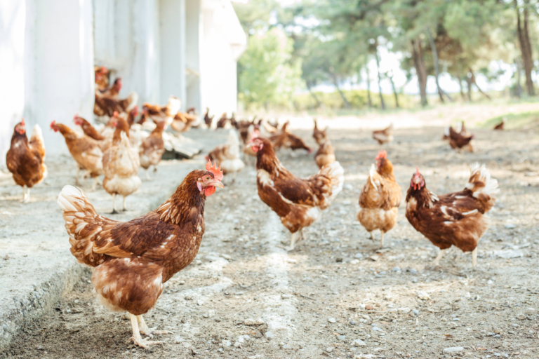 Essential products to make your Chicken coop safe and comfortable for your feathered friends