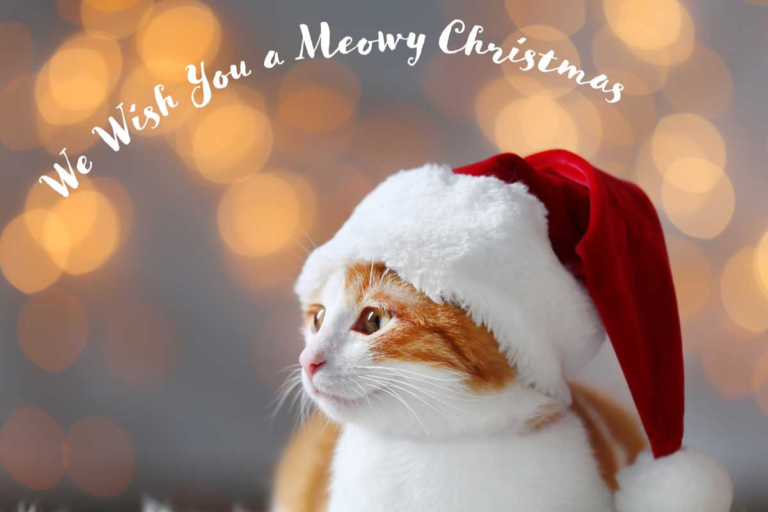 The Purr-fect Presents: Top 10 Christmas Gifts for Cat Lovers