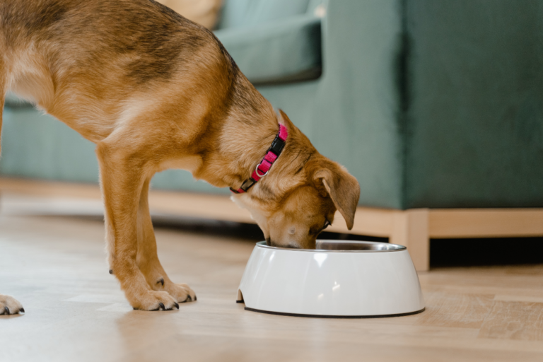 Why Your Dog Needs the Slow Feeder Dog Bowl: Benefits and Features (Also know as the Slo Feeder)