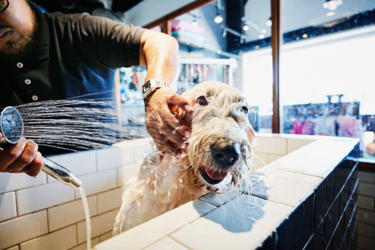 Banish the Stink: The Best Dog Shampoos for Odor Control