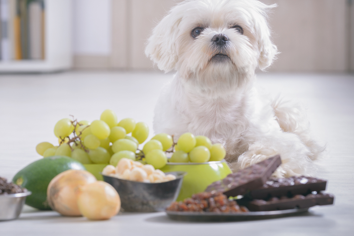 Dog with a plate of onions and grapes
