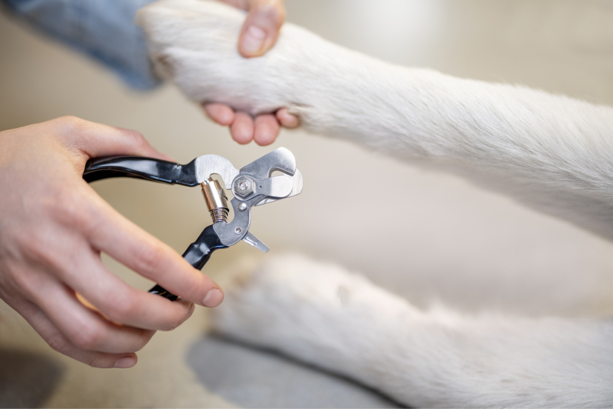 Dog getting nails cut