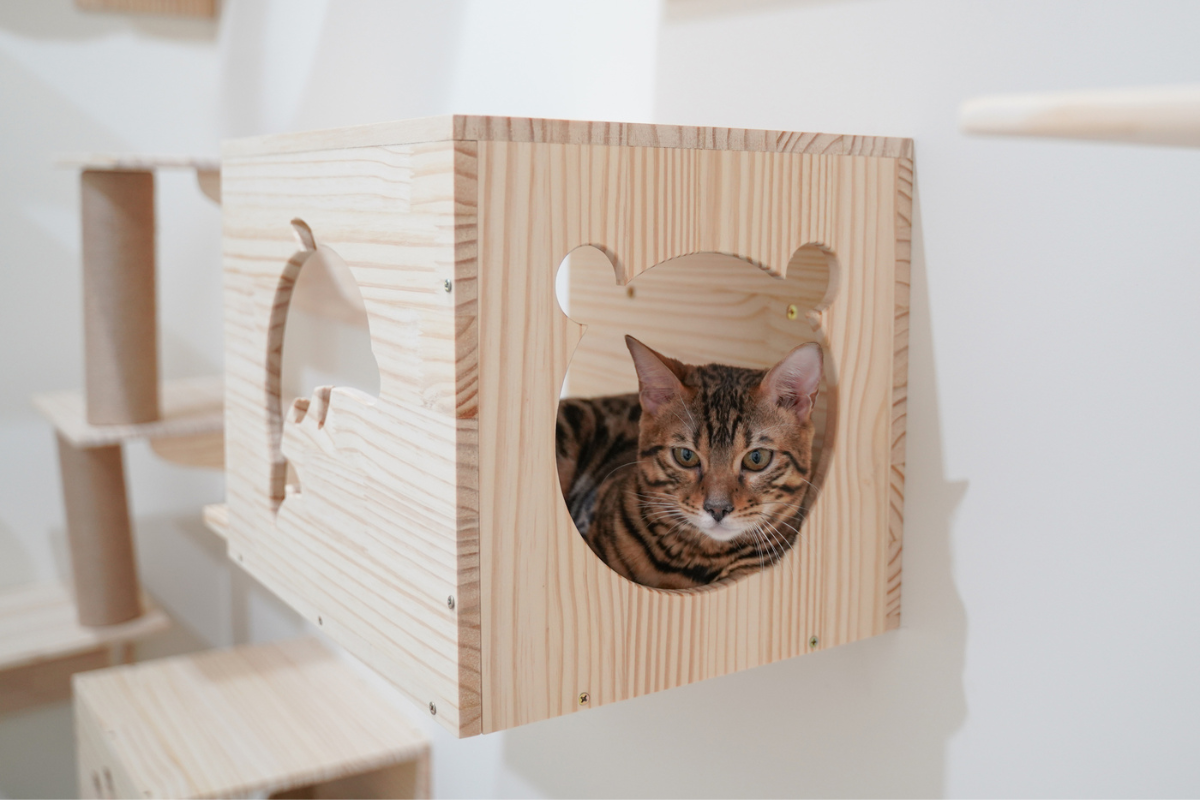 Cat wall climbing box