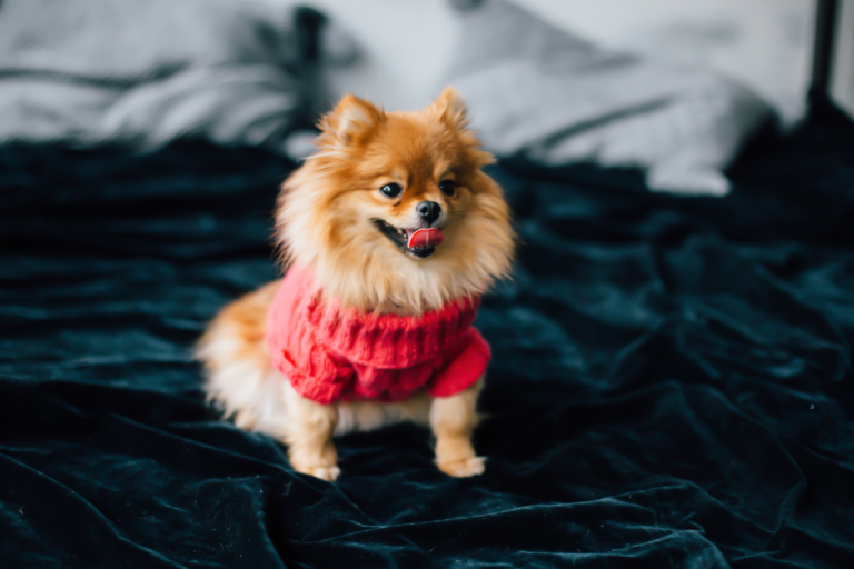 Cozy Canines: Top 5 Dog Sweaters on Amazon for Your Furry Friend