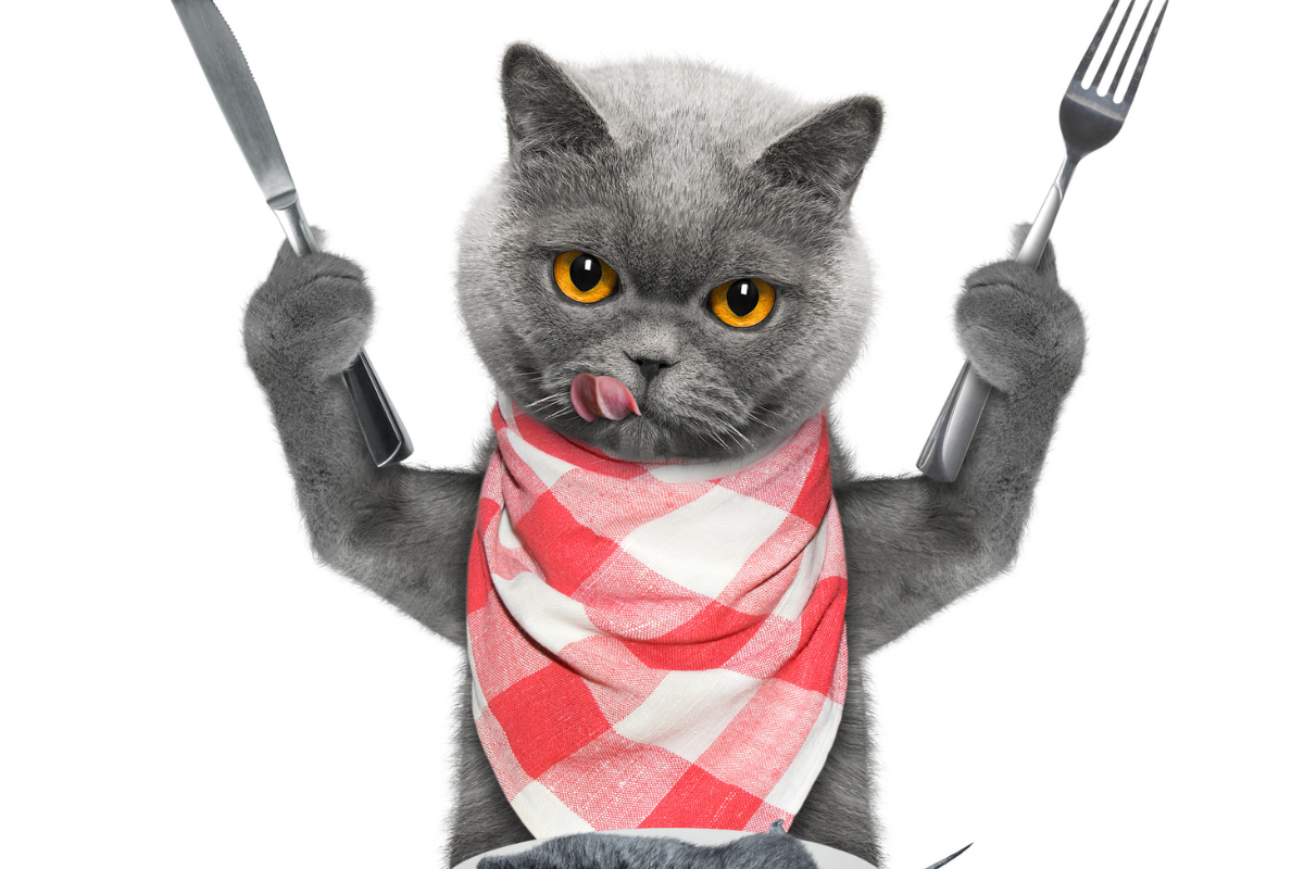 Cat holding fork and knife