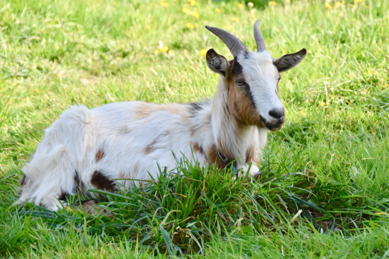 10 Essential Gadgets for Happy and Healthy Goats