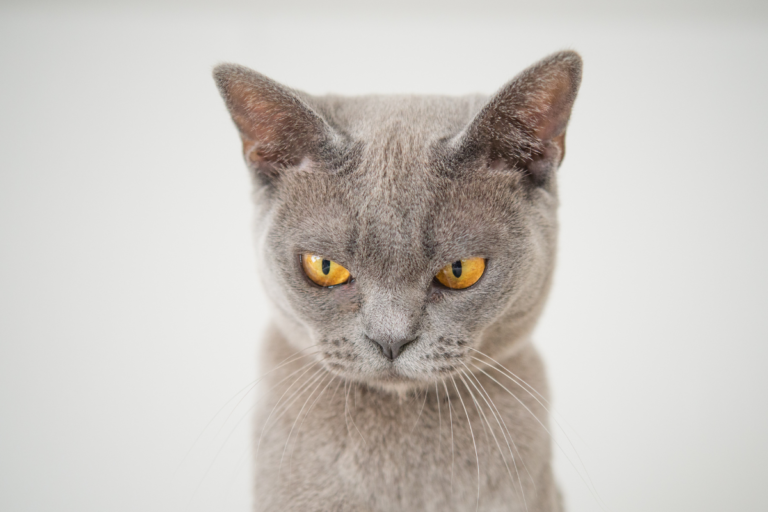 Understanding Cat Aggression: Why Does Your Feline Attacks You?