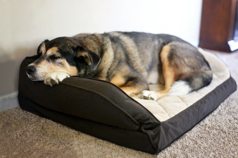 The Ultimate Guide to Best Dog Beds: Unveiling Amazon’s Top 5 Canine Comfort Havens