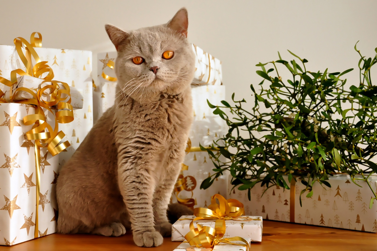 Cat by Christmas tree and presents