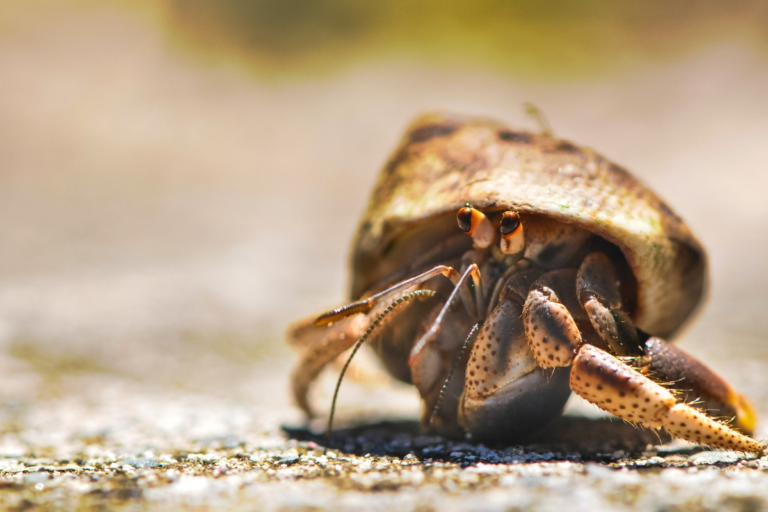 A Beginner’s Guide to Hermit Crab Care
