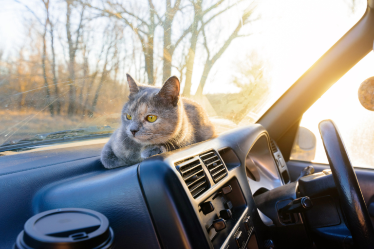 Essential Items for Traveling with Your Cat: A Comprehensive Guide