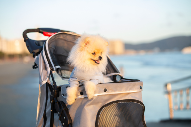 Exploring the Top Dog Strollers for Your Furry Friend