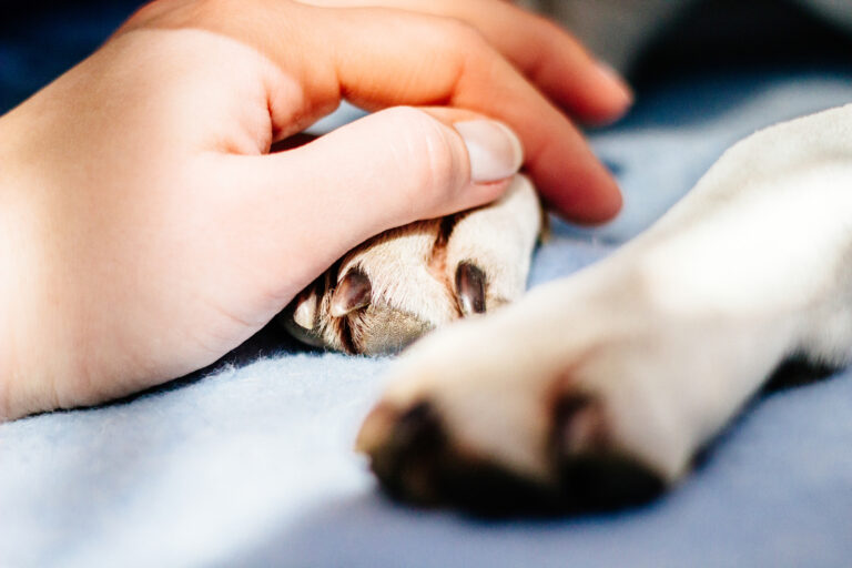 Coping with the Loss of a Beloved Pet: A Heartfelt Guide