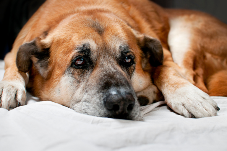 Understanding Arthritis in Dogs: Signs, Causes, and Treatment