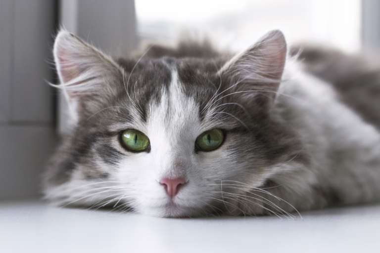 Safe Cleaning Products for Cat-Friendly Homes