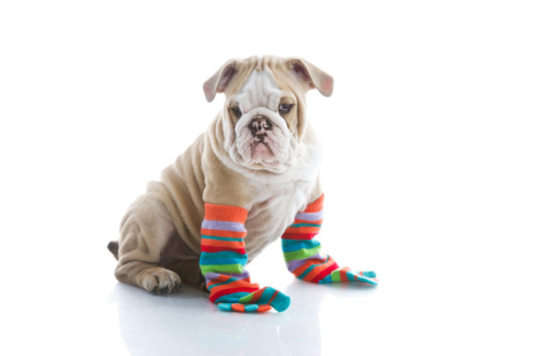 Dog with socks on