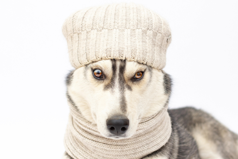 Dog in cold weather wih hat and coat on